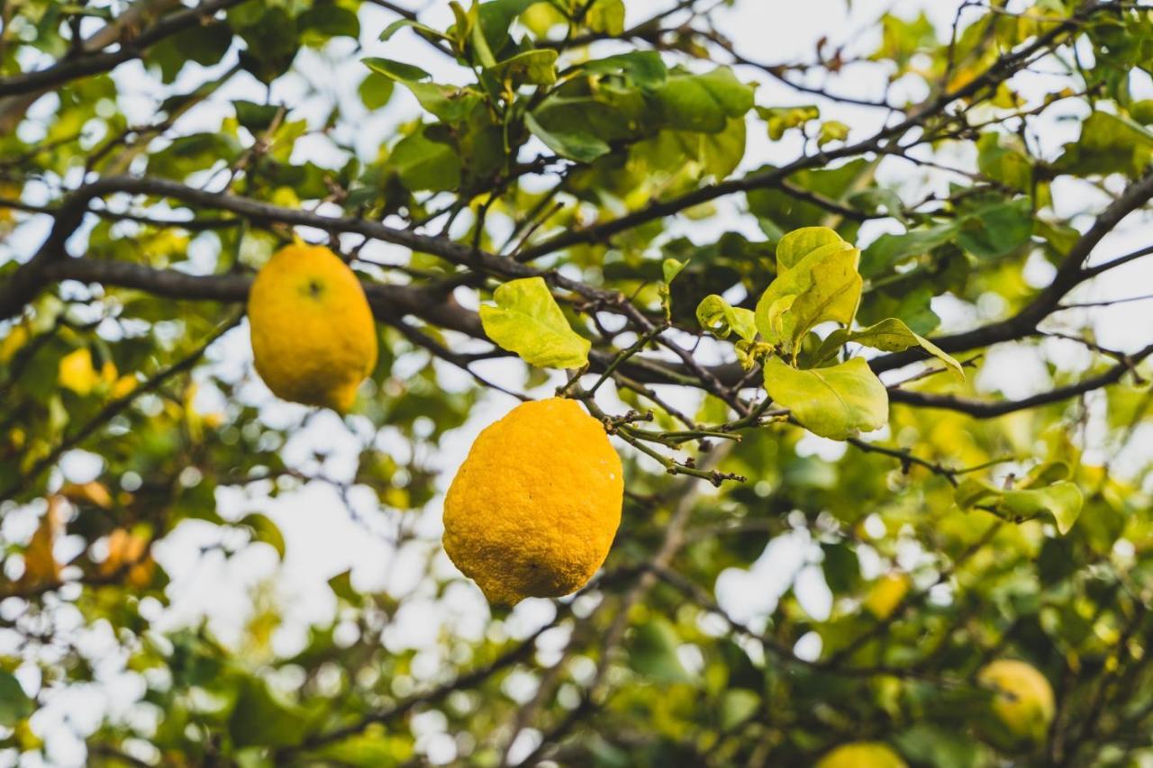 Il Limoneto Rooms Terme Vigliatore Eksteriør bilde