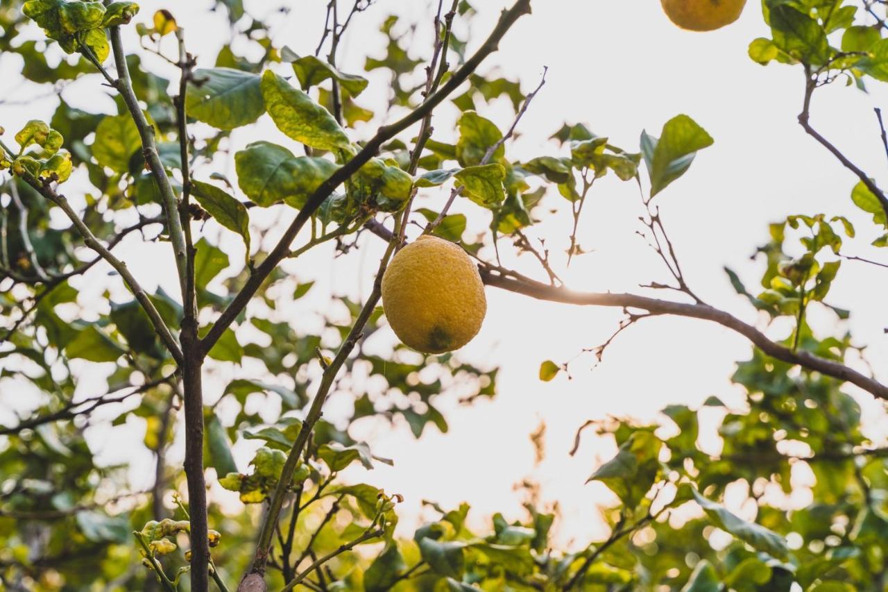 Il Limoneto Rooms Terme Vigliatore Eksteriør bilde