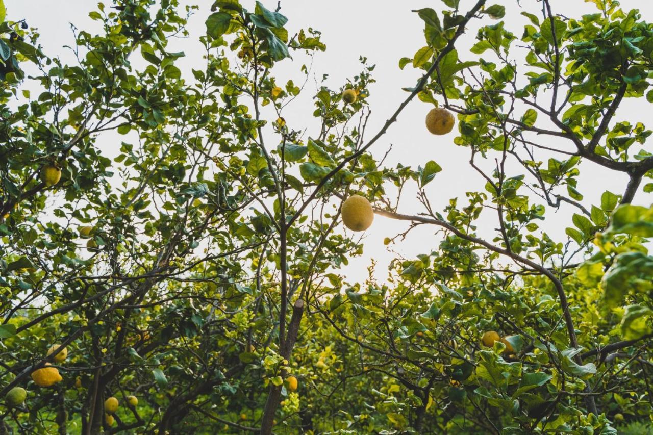 Il Limoneto Rooms Terme Vigliatore Eksteriør bilde